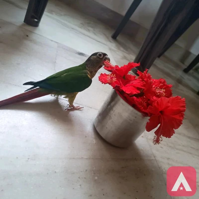 green, pineapple conure