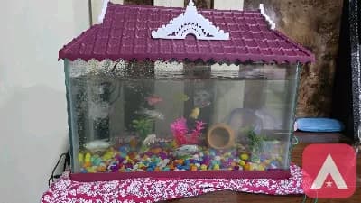 aquarium with house top